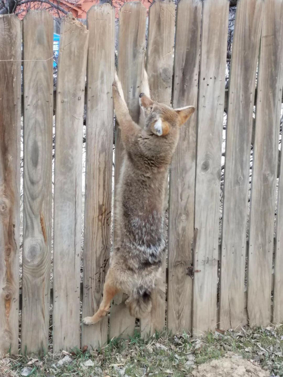 Coyote Rescued After Hanging For Hours From Sarpy County Fence in measurements 1080 X 1440