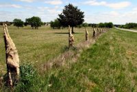 Coyotes Hanging From Fence Lone Star Chronicles within sizing 1391 X 825