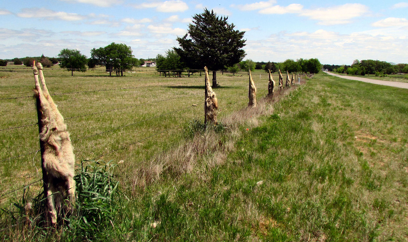 Coyotes Hanging From Fence Lone Star Chronicles within sizing 1391 X 825