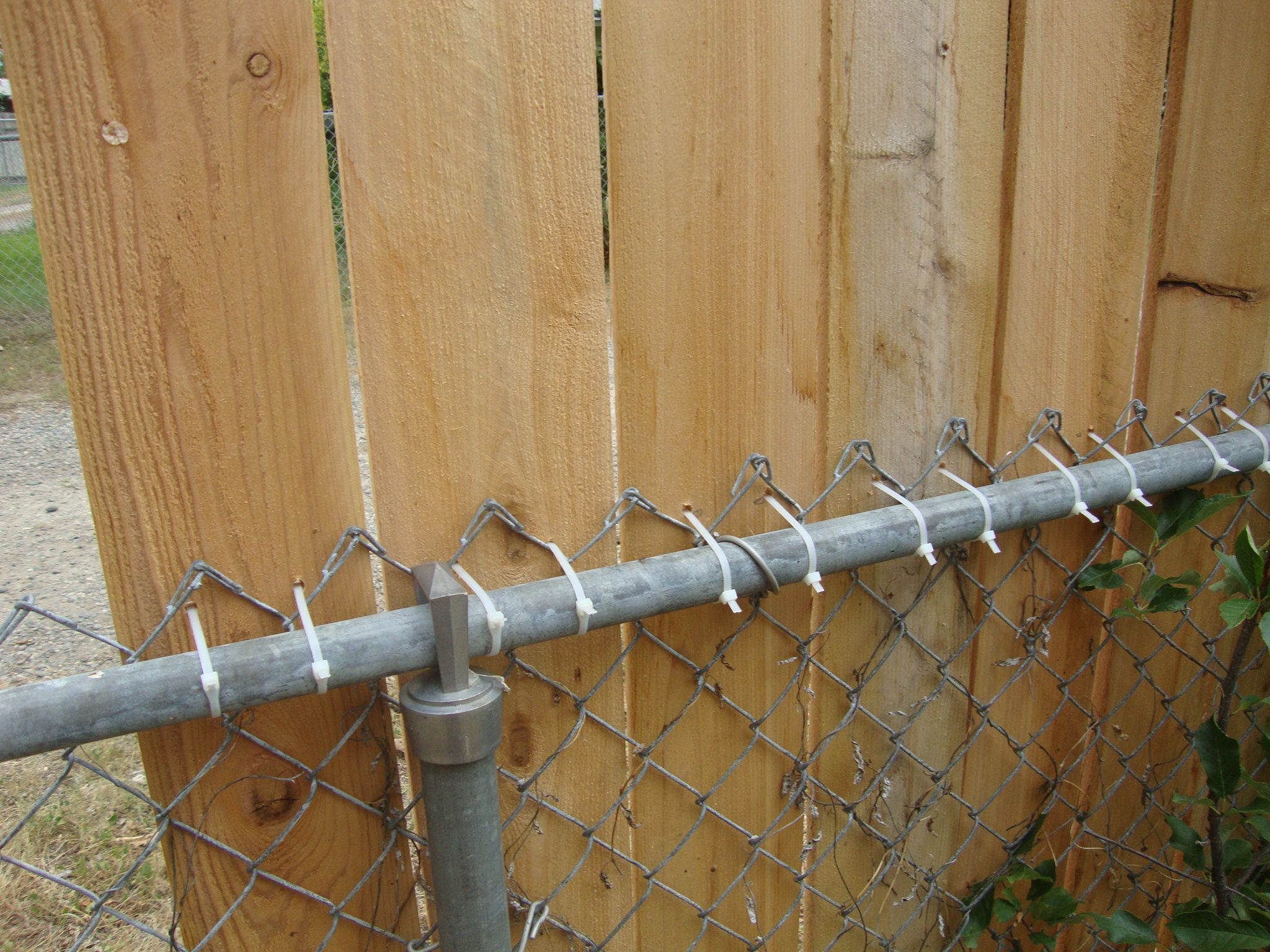 Create A Zip Tie Fence Zip Tie Cedar Planks To A Chain Link Fence within measurements 2048 X 1536