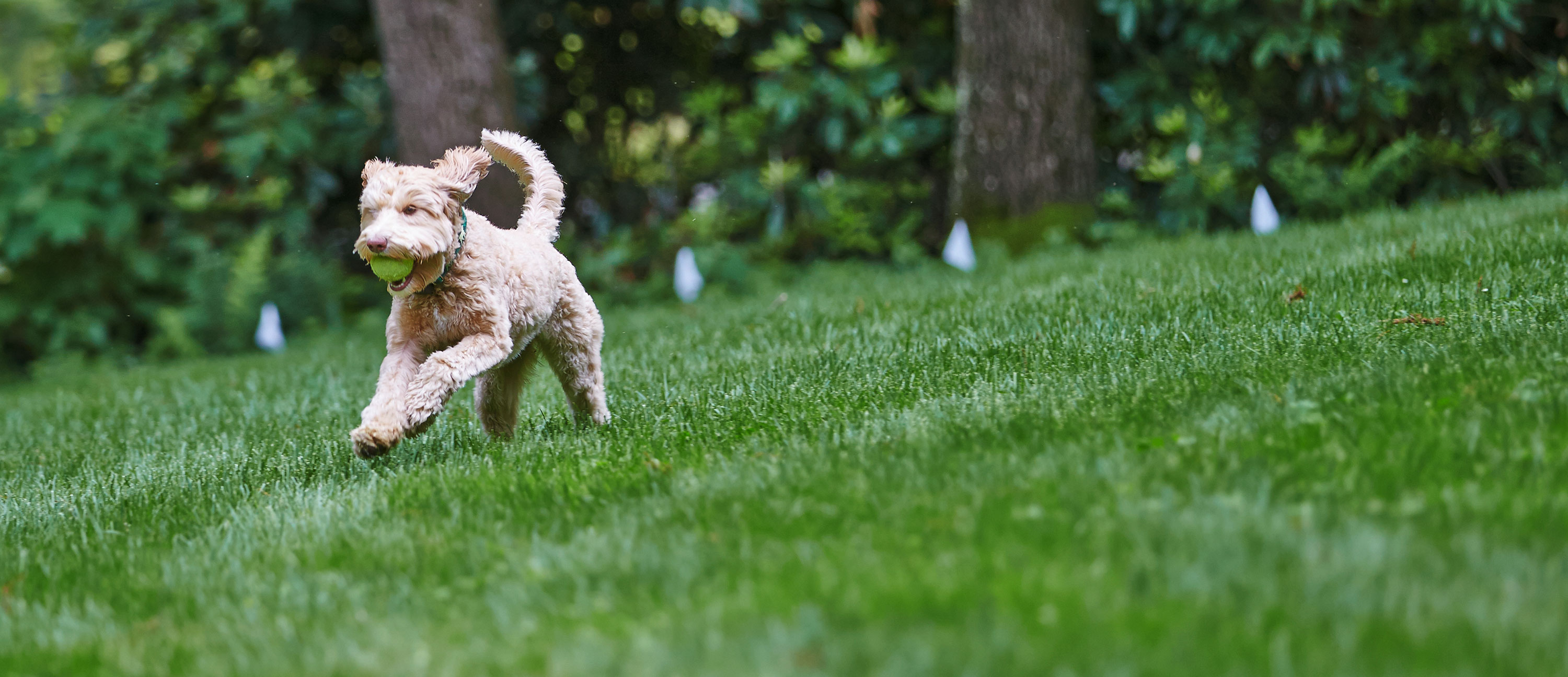 Customer Testimonials Dogwatch K9 Keeper Fencing Ranked 1 Vs inside sizing 3000 X 1296