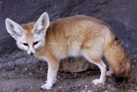 Dateifennec Fox Vulpes Zerda Wikipedia intended for measurements 3197 X 2477