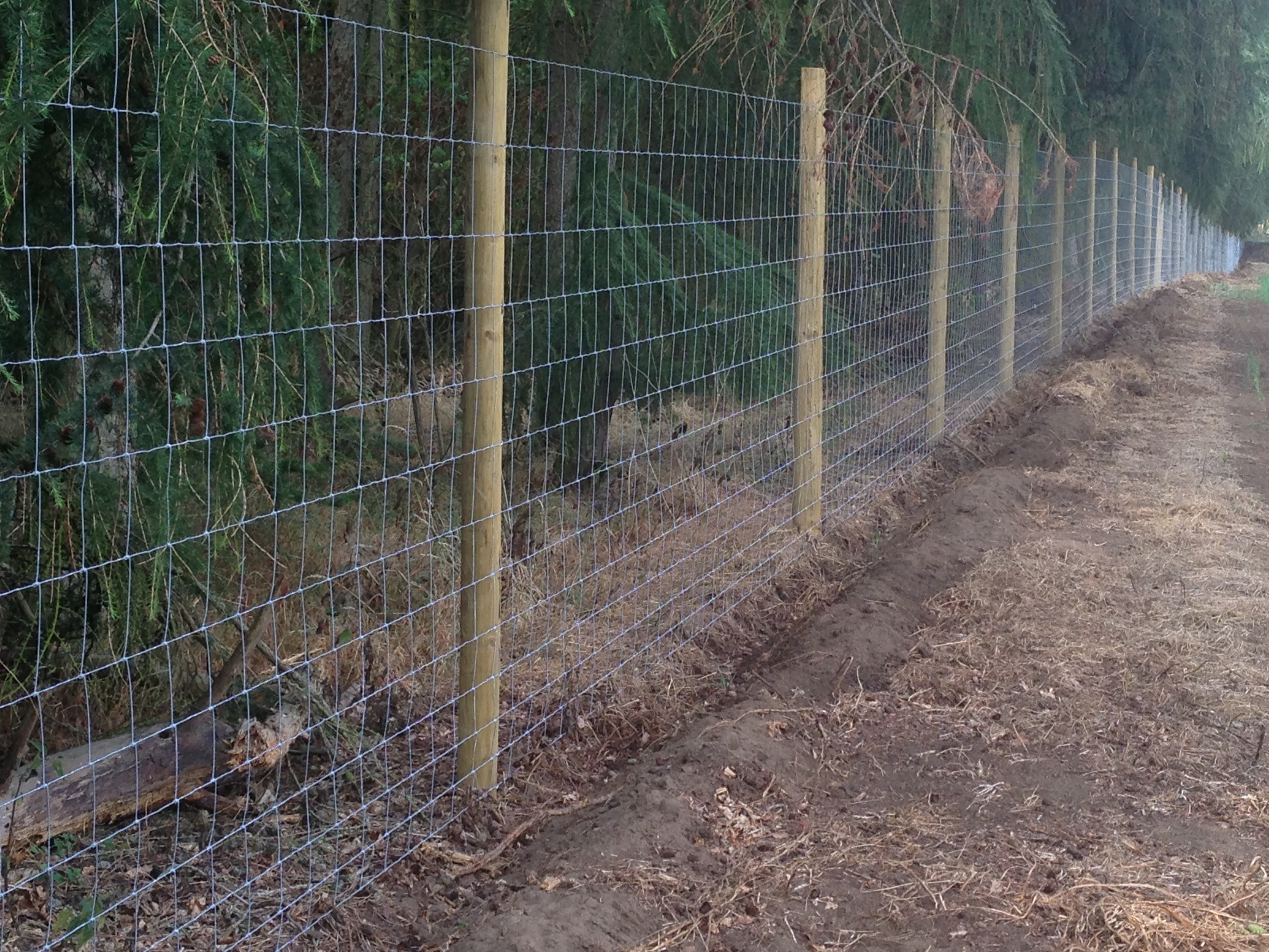 Deer Fencing Dershire Stock Fencing Ltd throughout dimensions 3264 X 2448