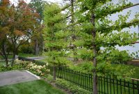 Dirt Simple Espaliered Trees Above The Fence Line Could Be Fruit inside sizing 4496 X 3000