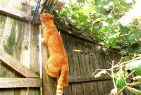 Diy Cat Fence Solving An Escape Mystery Moments Of Activehealing throughout measurements 2000 X 1500