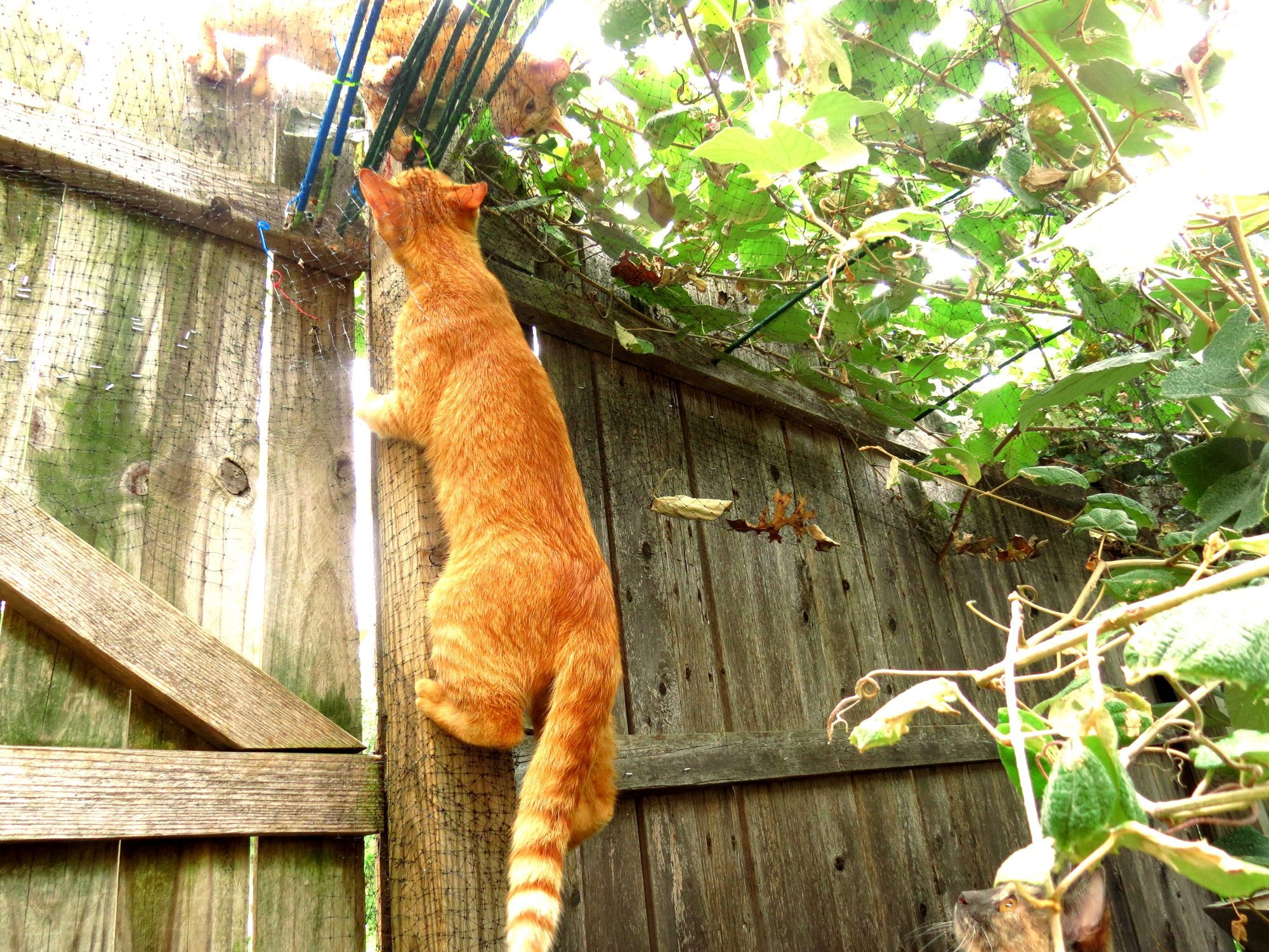 Diy Cat Fence Solving An Escape Mystery Moments Of Activehealing throughout measurements 2000 X 1500