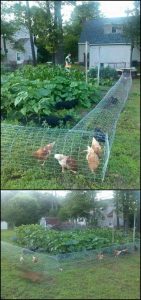 Diy Chicken Tunnel System Makes Chickens Do The Gardening for measurements 800 X 1700