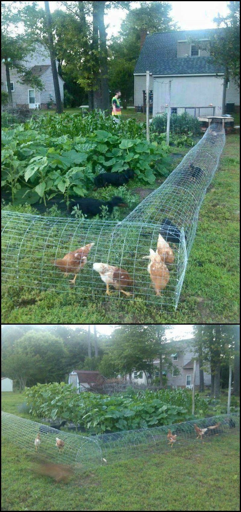 Diy Chicken Tunnel System Makes Chickens Do The Gardening for measurements 800 X 1700
