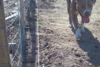 Diy Electric Fence Hot Wire For Animals Part 1 Teediddlydee in sizing 1836 X 3264