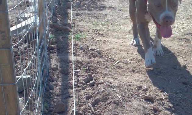 hot-wire-fence-for-dogs-fence-ideas-site