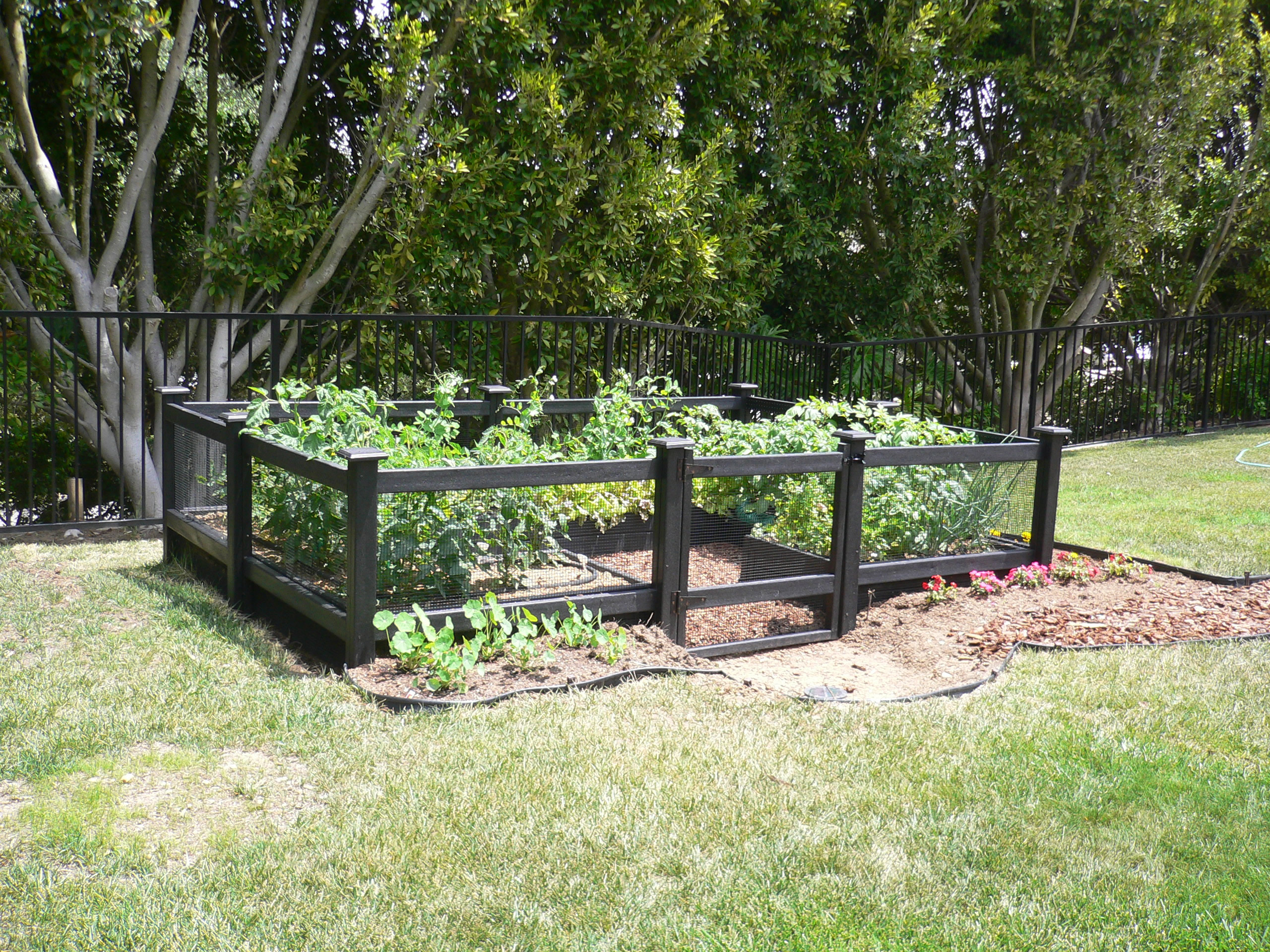 Diy Small Raised Vegetable Garden Along Black Wood And Short Garden within proportions 2560 X 1920