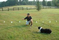 Do Electric Dog Fences Use Radio Waves Reaching Intuition pertaining to size 1600 X 1200