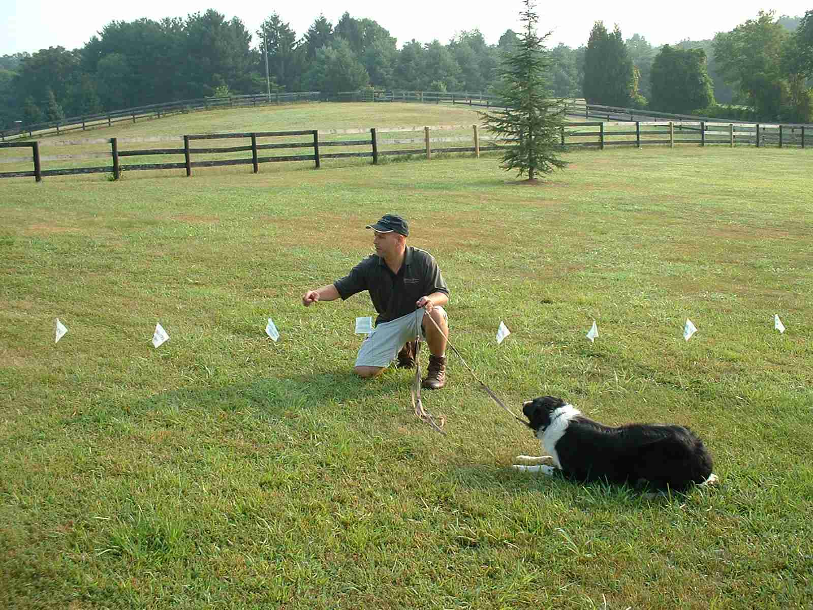 Do Electric Dog Fences Use Radio Waves Reaching Intuition pertaining to size 1600 X 1200