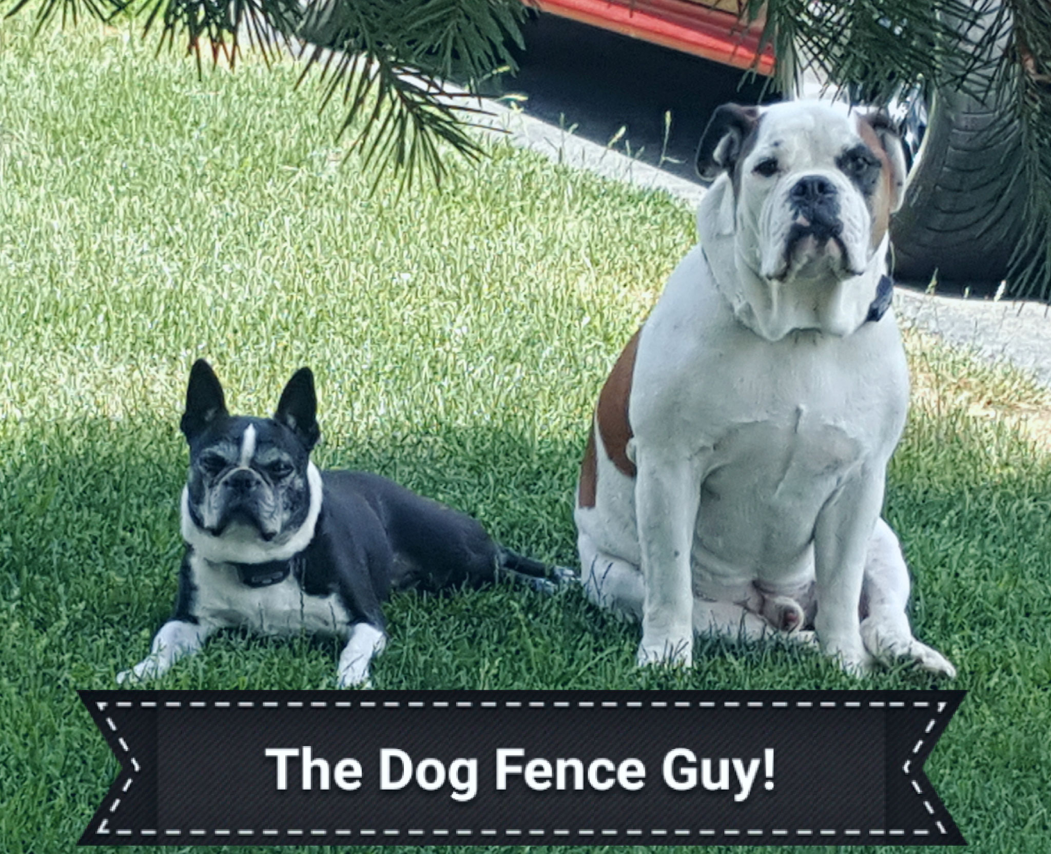 Dog Fence Guy In Lancaster York Lebanon Dauphin Chester Berks with measurements 2048 X 1665