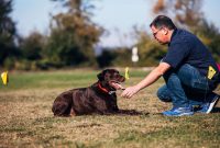 Dog Guard Dog Fencing Electronic Dog Fence Electronic Pet for measurements 1100 X 734