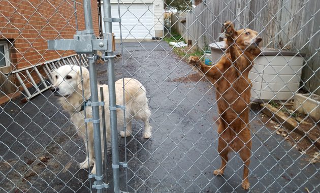 Dog Proof Fence Gate Latch • Fence Ideas Site