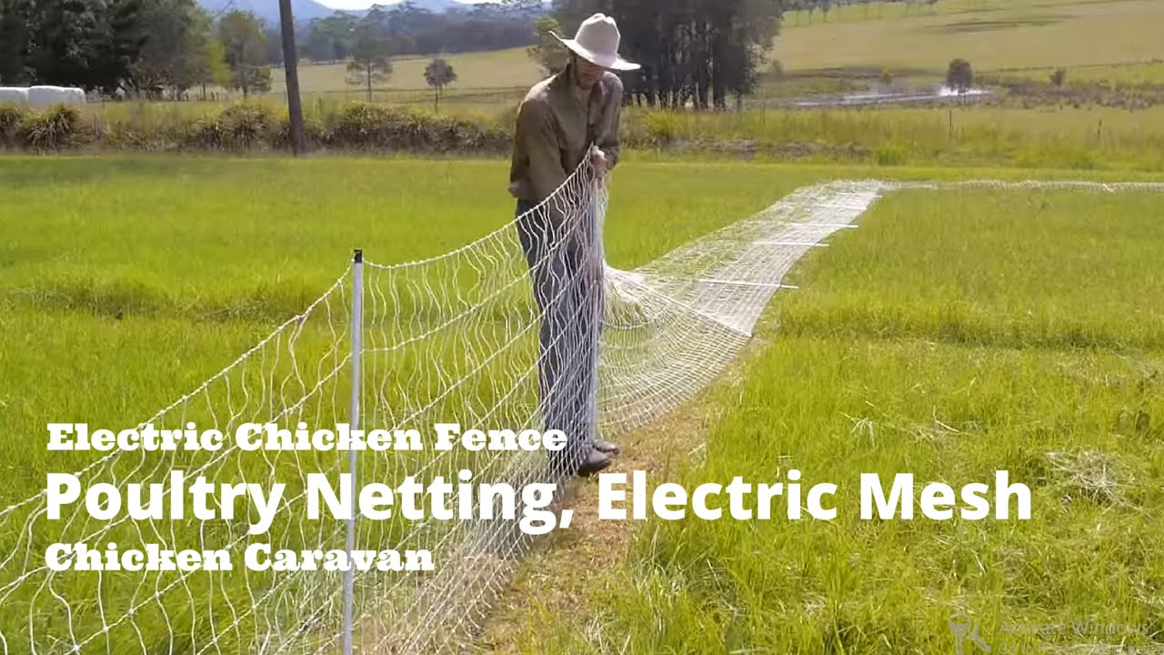 Electric Chicken Fence Poultry Netting Electric Mesh Chicken with proportions 1280 X 720