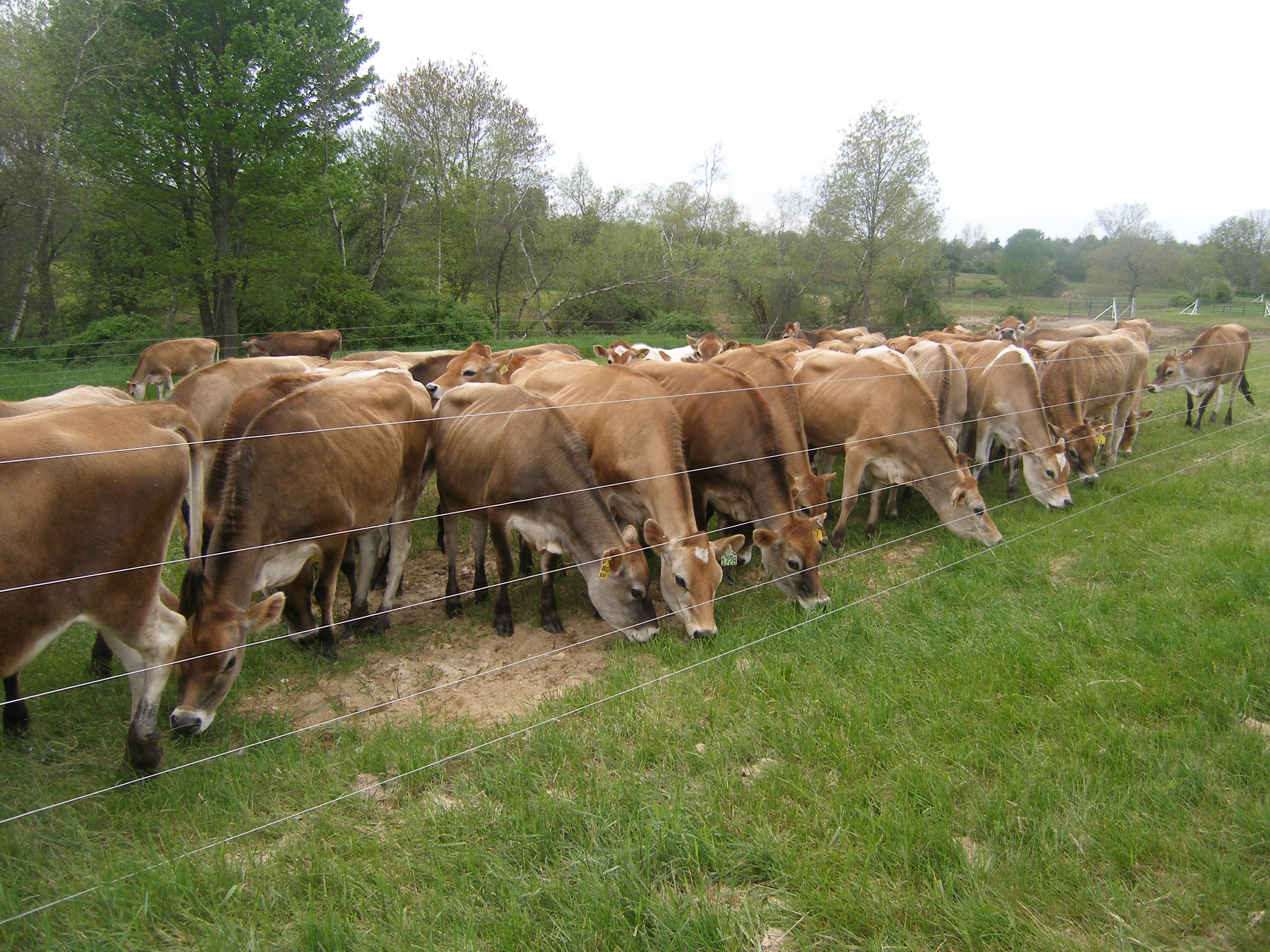 Electric Fence Energizer For Cattle Fences Design intended for proportions 3072 X 2304