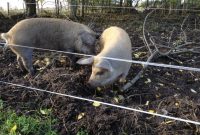 Electric Fencing For Pigs Electric Fencing Direct throughout dimensions 1024 X 768