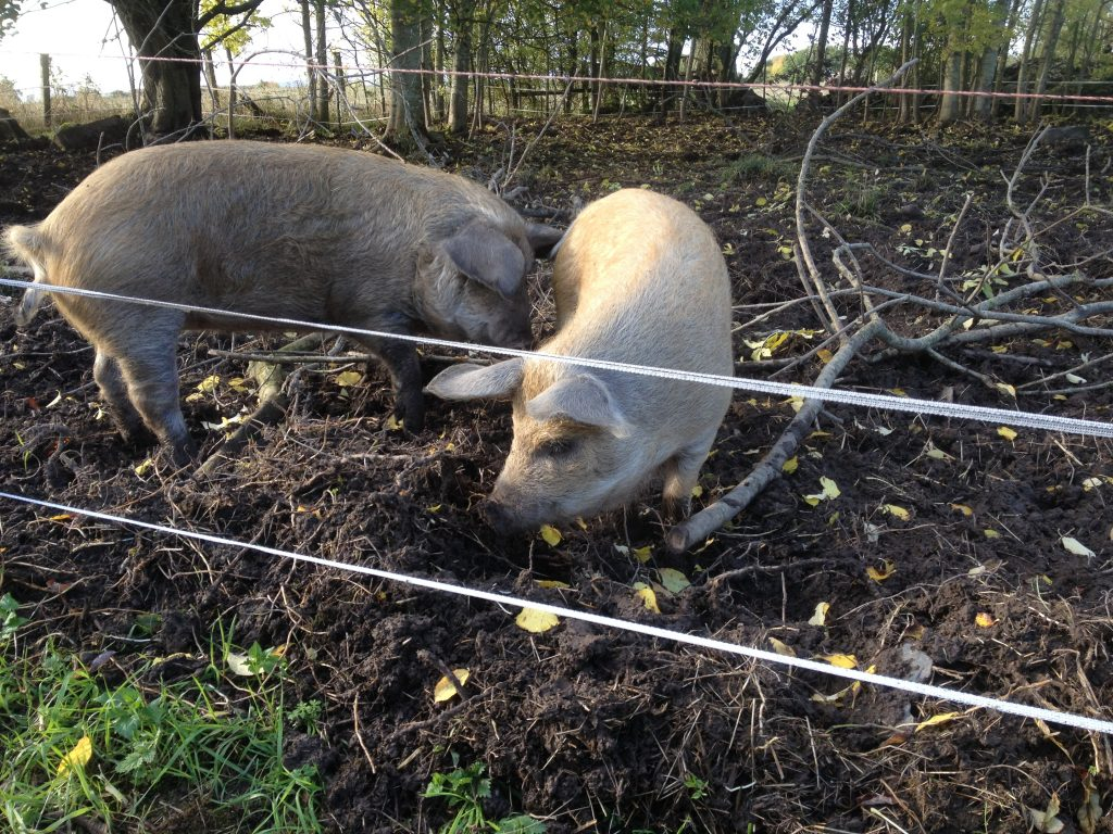 Electric Fencing For Pigs Electric Fencing Direct throughout dimensions 1024 X 768