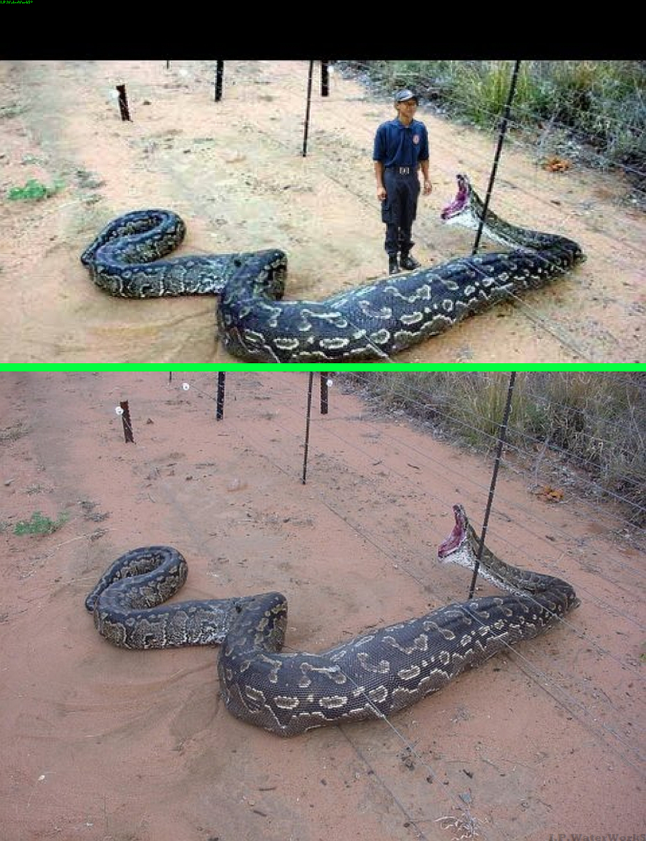 Fake Man Was Added To An Enlarged Image Of An African Rock Python with regard to dimensions 930 X 1211