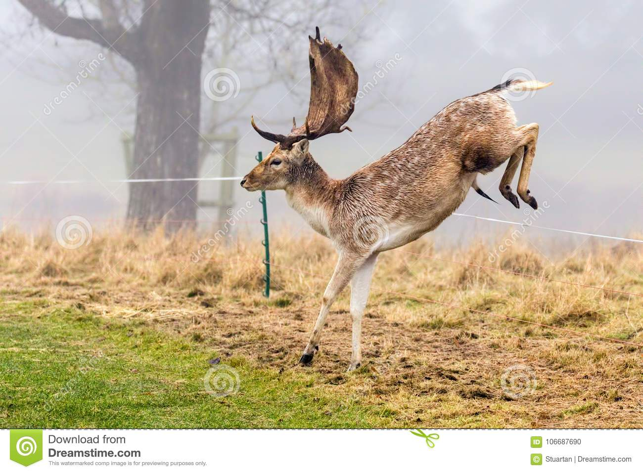 Fallow Deer Buck Dama Dama Clearing An Electric Fence Stock Photo throughout sizing 1300 X 957