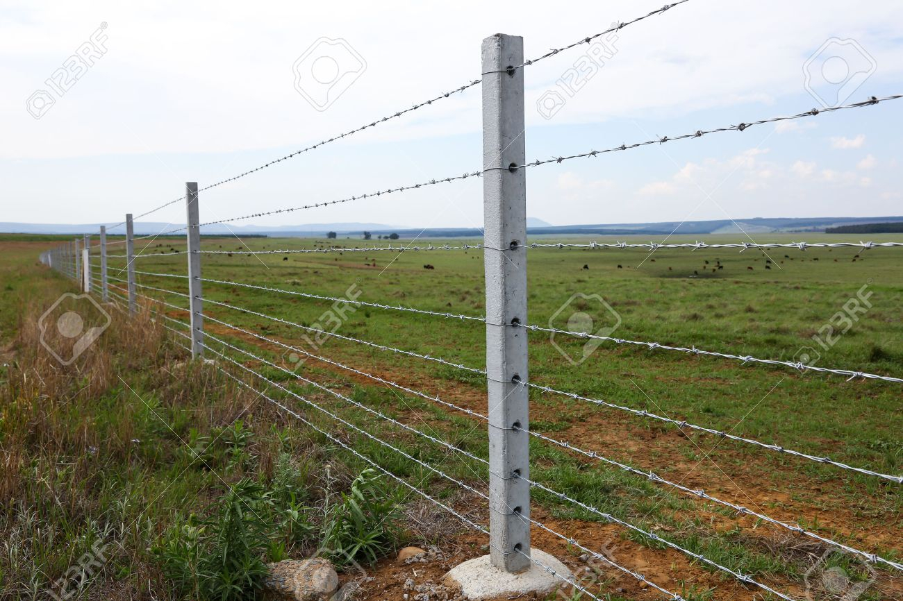 Farm Fence With Concrete Fencing Posts And Barbed Wire Strands Stock pertaining to measurements 1300 X 866