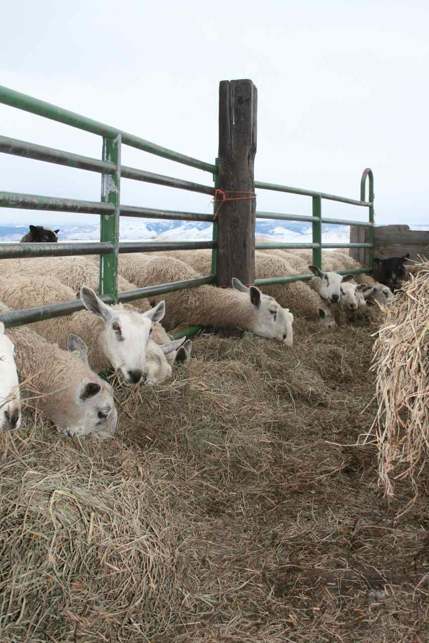 Fence Line Feeder For Sheep Bitterroot Fiber Arts Studio throughout measurements 853 X 1280