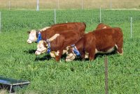 Filecsiro Scienceimage 10833 Cattle Wearing Virtual Fencing Collars regarding size 2272 X 1704