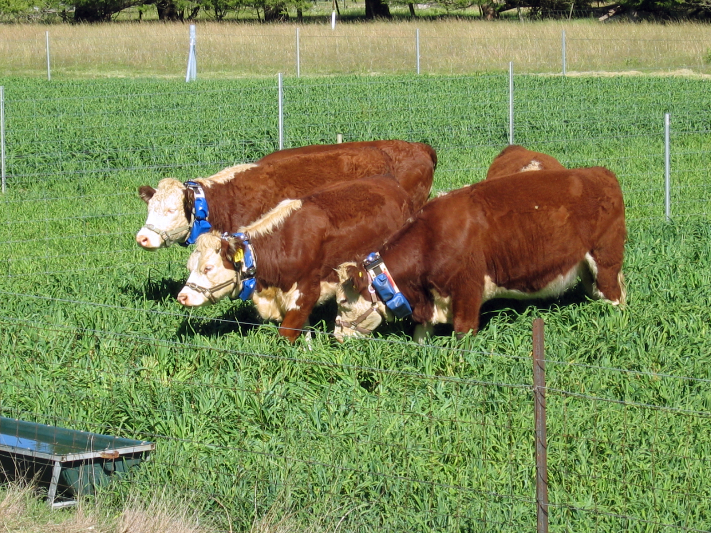 Filecsiro Scienceimage 10833 Cattle Wearing Virtual Fencing Collars regarding size 2272 X 1704