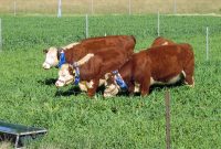 Filecsiro Scienceimage 10833 Cattle Wearing Virtual Fencing Collars within measurements 2272 X 1704