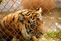 Filetiger Behind Chainlink Fence 5213317123 Wikimedia Commons with measurements 3872 X 2592