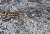 Fileyosemite Valley Sierra Fence Lizard 2 Wikimedia Commons regarding measurements 2618 X 1317