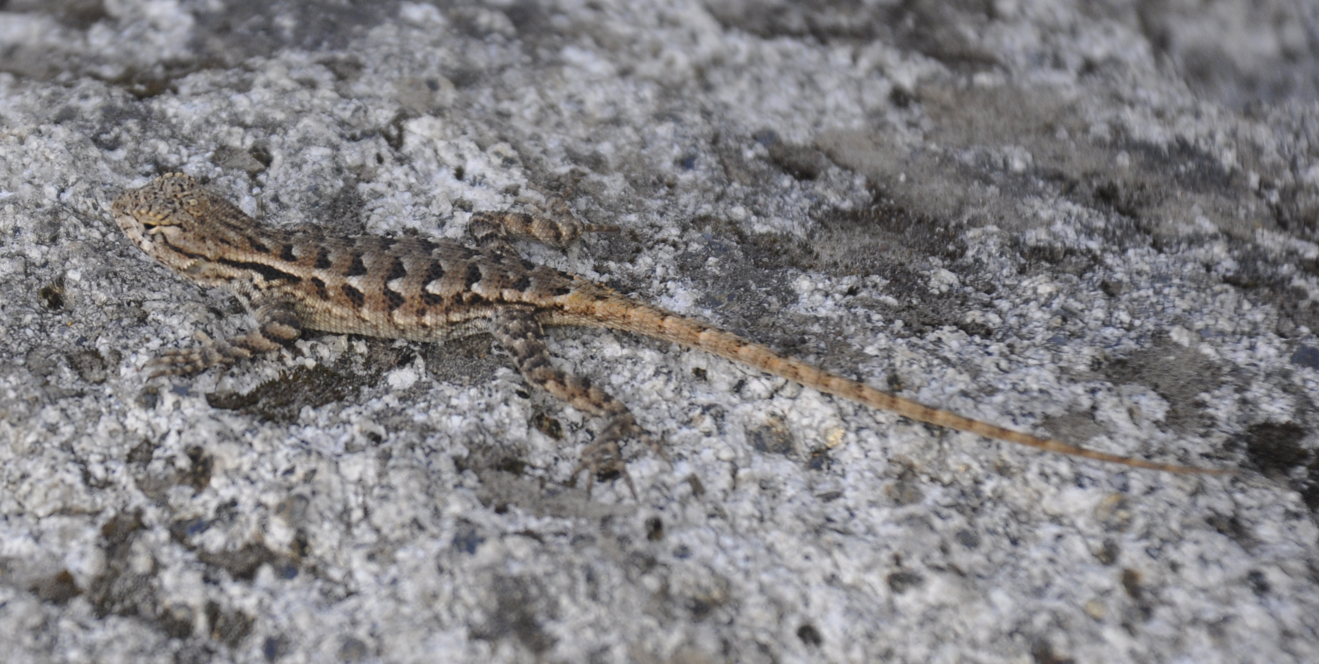 Fileyosemite Valley Sierra Fence Lizard 2 Wikimedia Commons regarding measurements 2618 X 1317