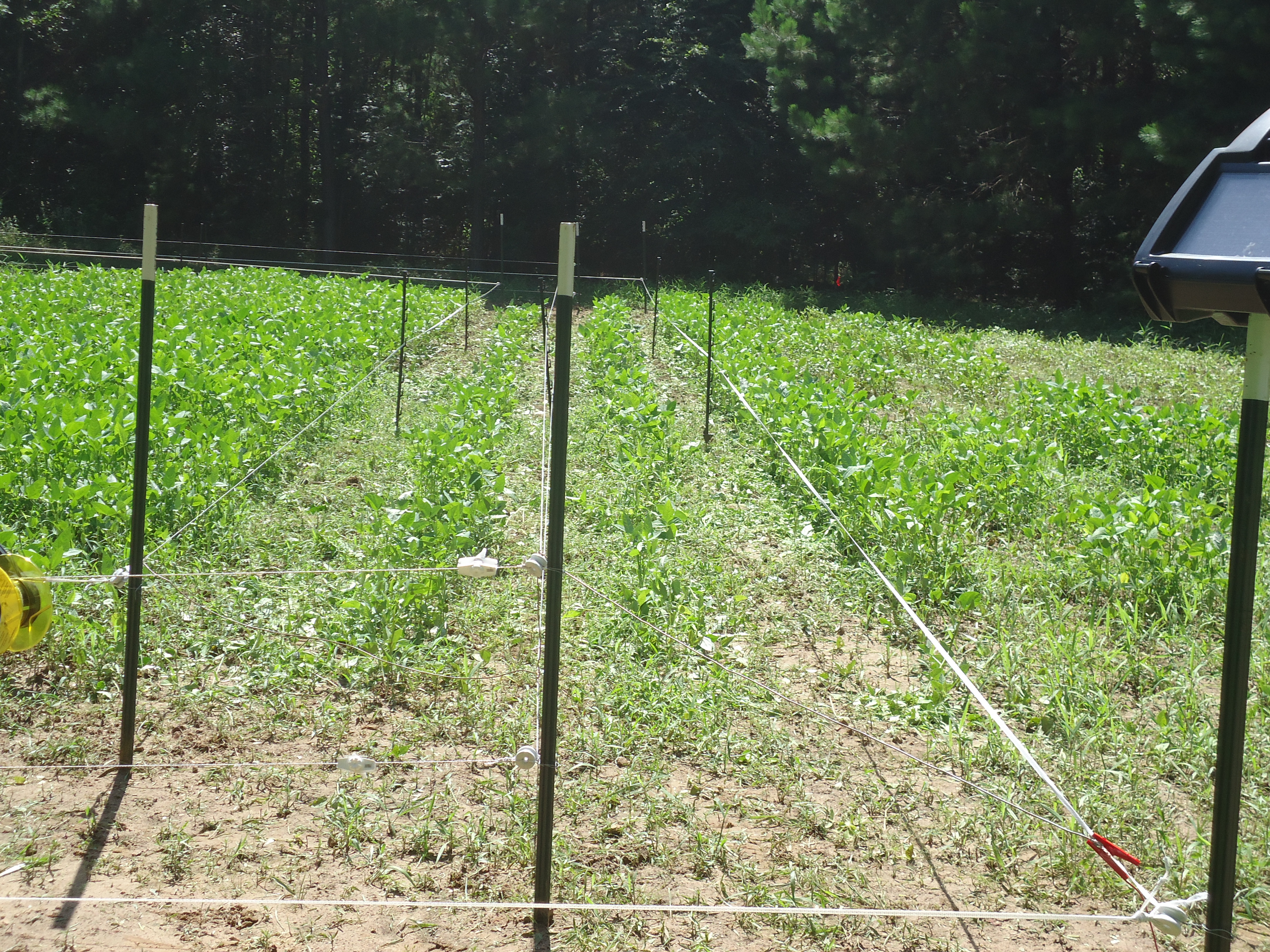 Four Wire Electric Fence System Best Control Of Deer Access To Food with regard to dimensions 4320 X 3240