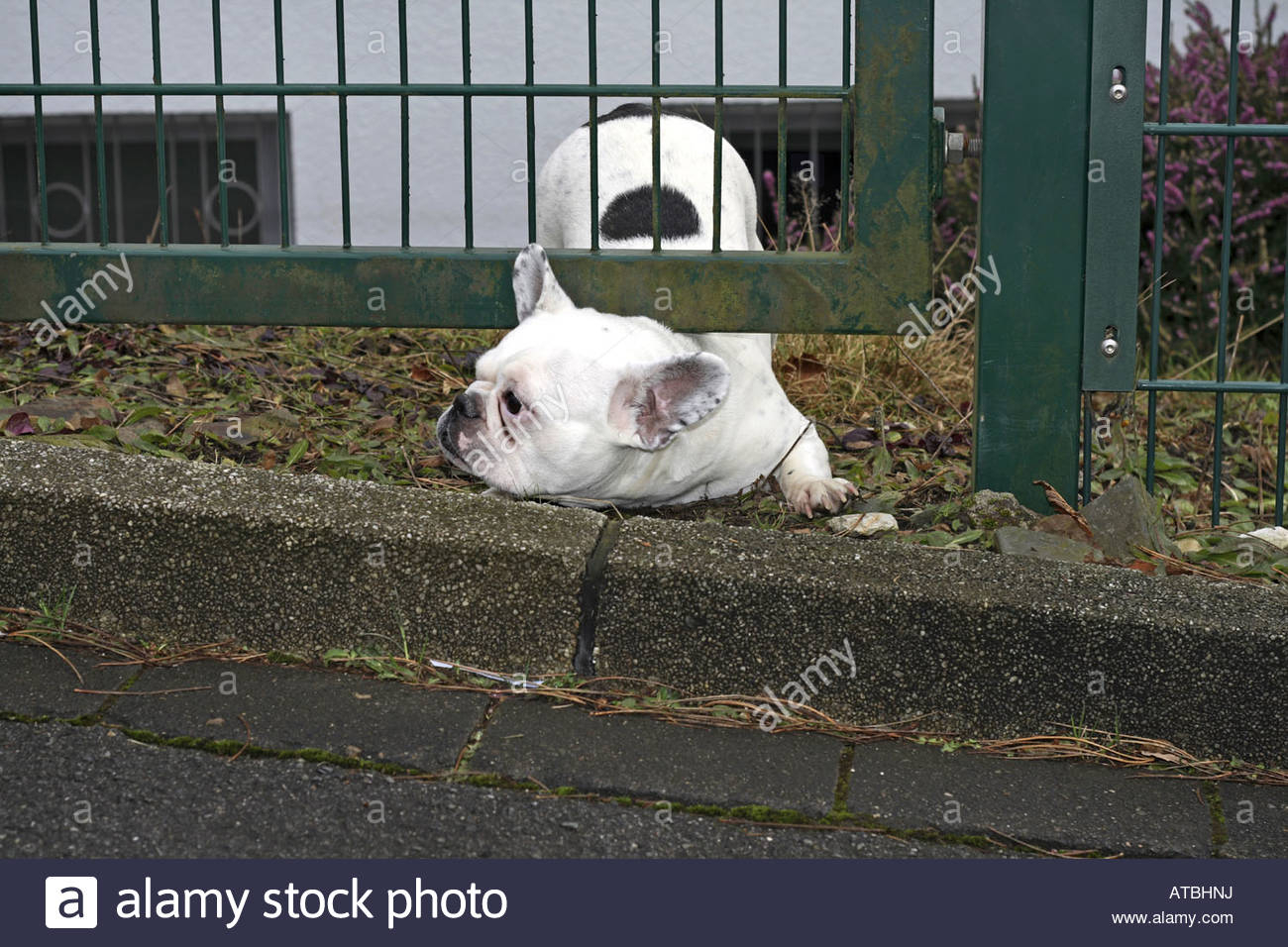 French Bulldog Canis Lupus F Familiaris Bitch Trying To Crawl in proportions 1300 X 956