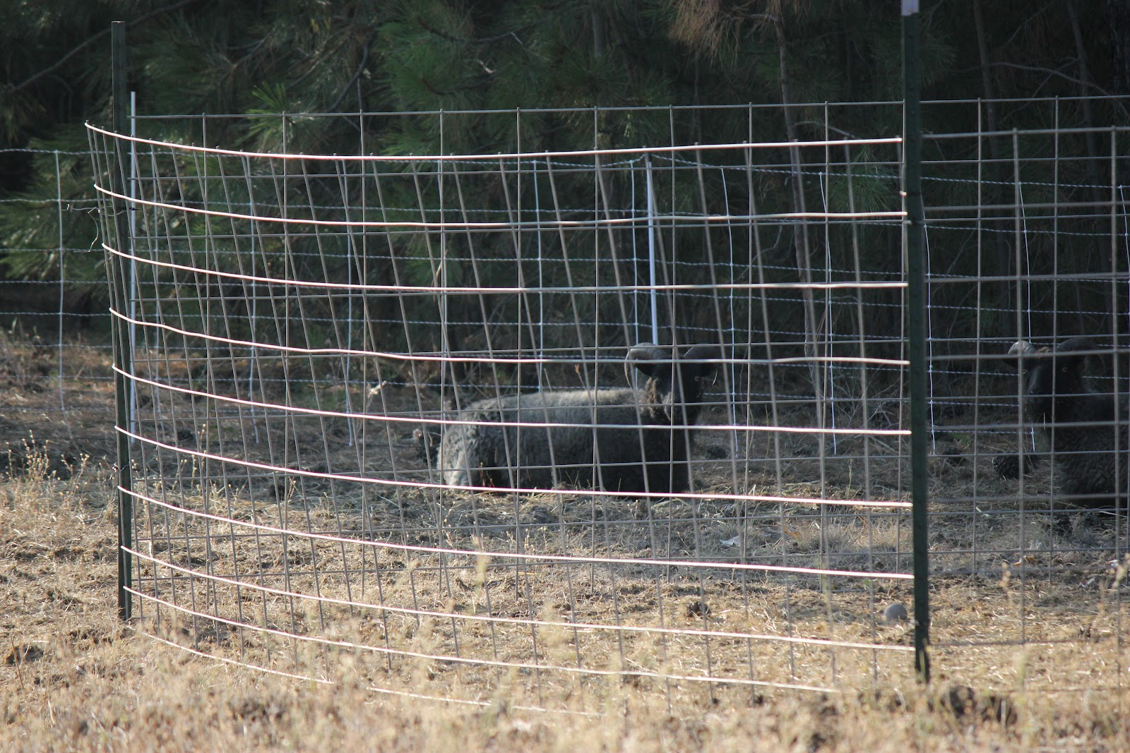 From The Ground Up Coyotes Ate My Sheep regarding dimensions 1600 X 1067