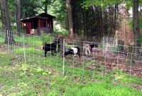 Goats Enjoying Their New Run Thanks To Our Electric Net Fence for sizing 1280 X 720