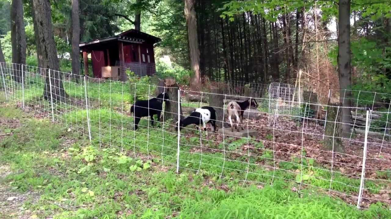 Goats Enjoying Their New Run Thanks To Our Electric Net Fence within measurements 1280 X 720