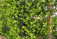 Greenscreen Fencing Provides The Benefits Of A Living Tapestry That throughout sizing 1200 X 1500