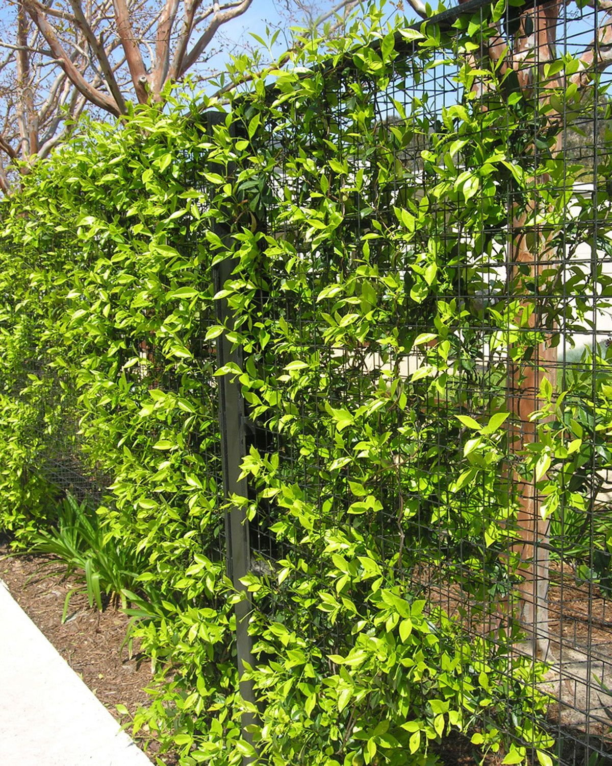 Greenscreen Fencing Provides The Benefits Of A Living Tapestry That throughout sizing 1200 X 1500