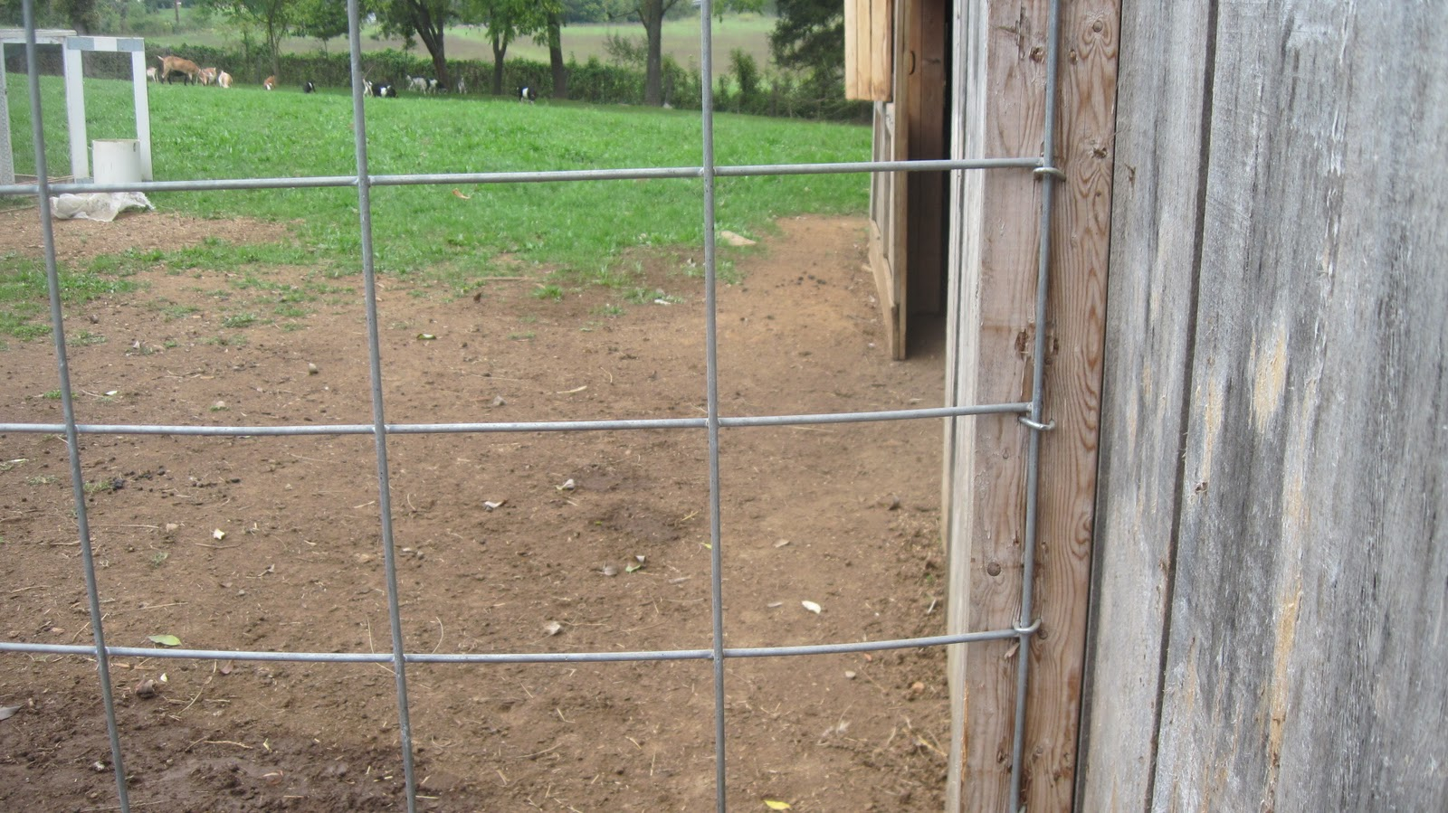 Holes In My Jeans Cattle Panel Gates intended for proportions 1600 X 899