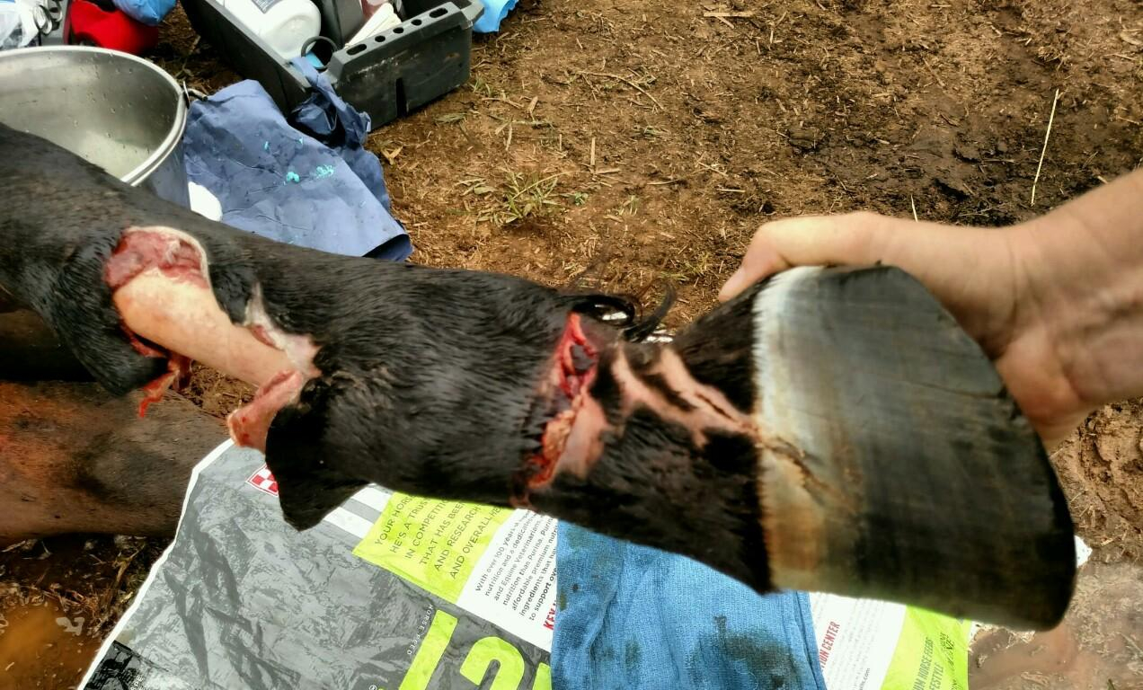 Horse Cuts Through Leg On Barbed Wire Fence Album On Imgur for size 1272 X 768