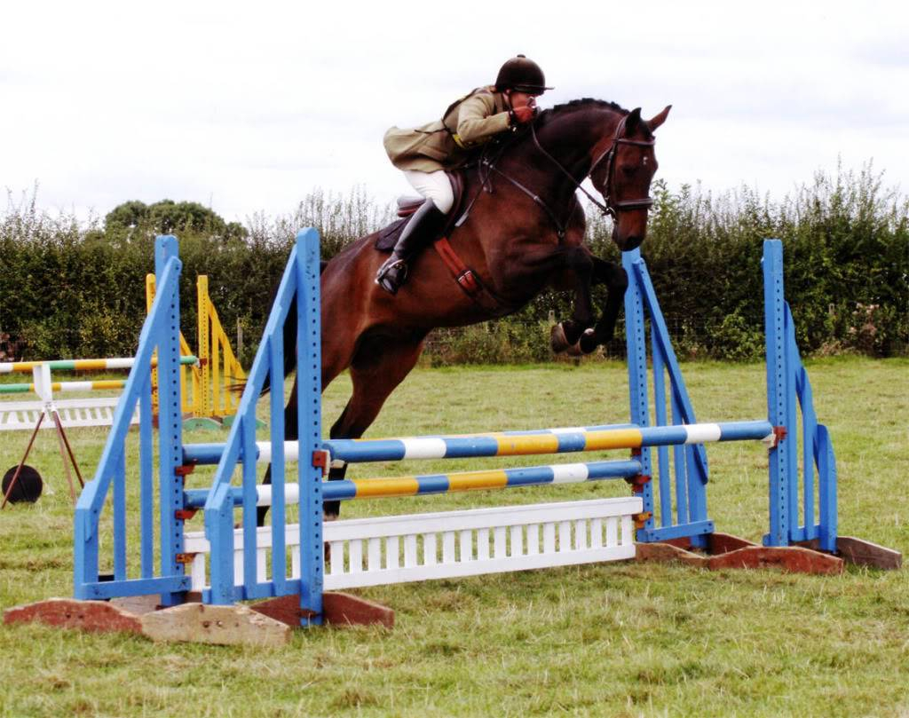 Horse Jumps Twice Actual Fence Height with size 1024 X 809