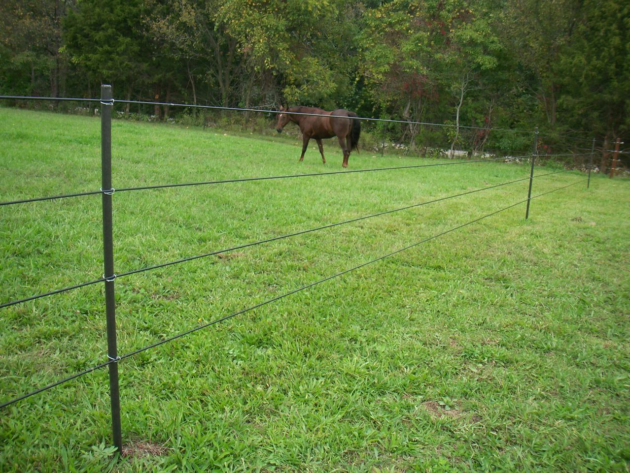 Horses Dont See Electric Fences Fact Or Myth Pasturepro with regard to dimensions 1278 X 961