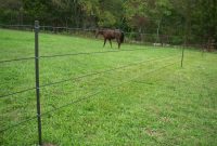 Horses Dont See Electric Fences Fact Or Myth Pasturepro with regard to size 1278 X 961