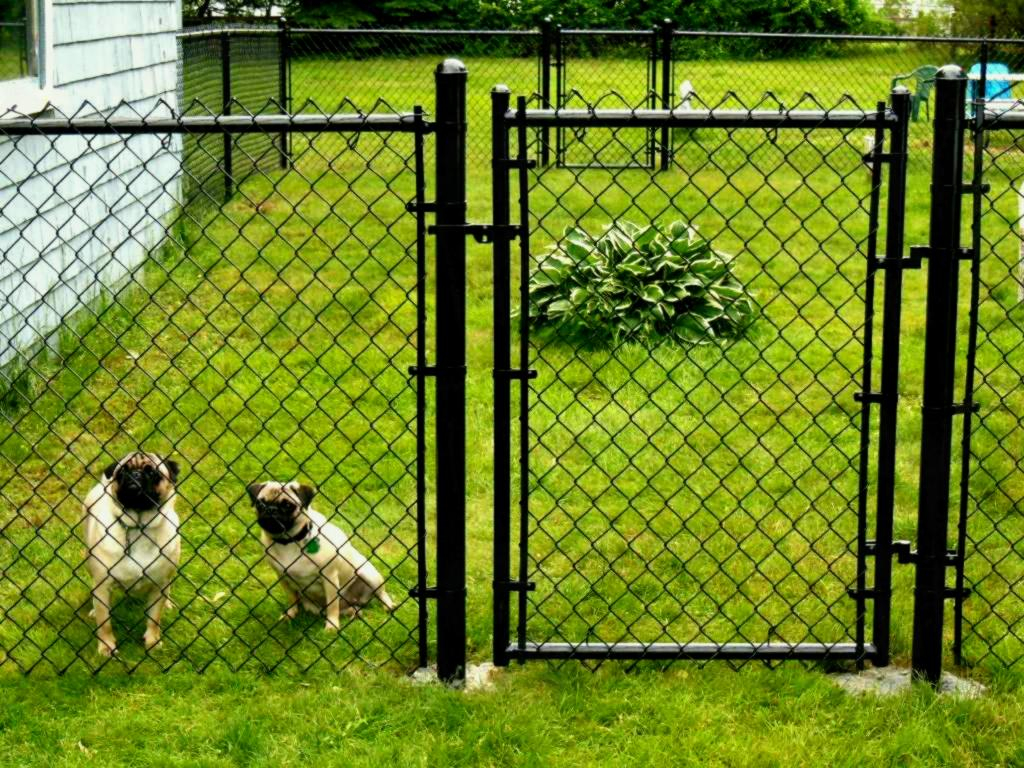 Image Of Temporary Dog Fence Panels Metal Peiranos Fences Best in size 1024 X 768