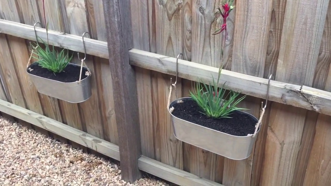 Kangaroo Paw In Pots To Break Up That Long Fence Fence Planters On within sizing 1280 X 720