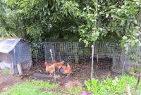 Keeping Chickens Nz Chicken Fencing Or Get Out Of My Garden pertaining to size 1600 X 1200