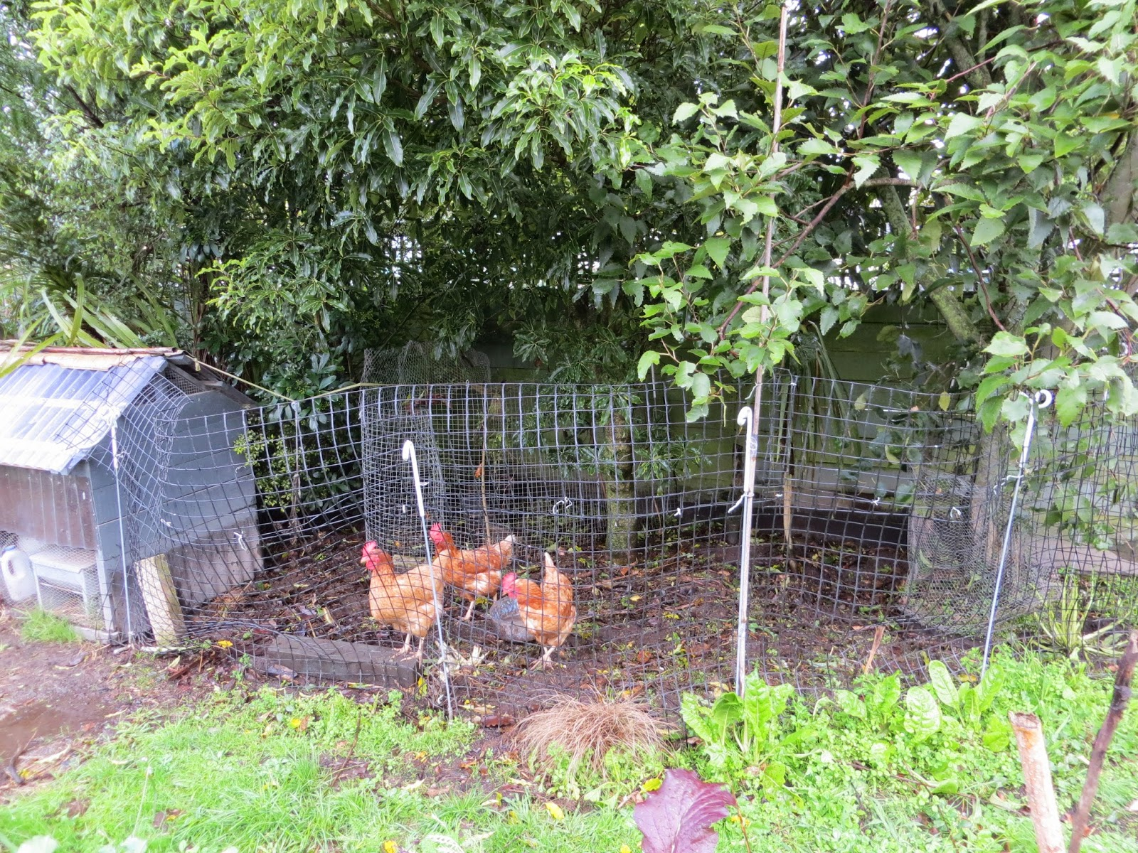 Keeping Chickens Nz Chicken Fencing Or Get Out Of My Garden pertaining to size 1600 X 1200